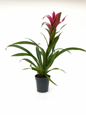 Guzmania Freya 60cm xD13