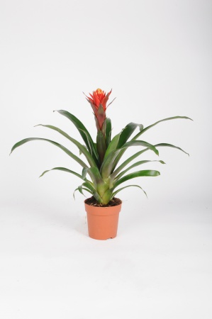 Guzmania Happyness 45cm xD12