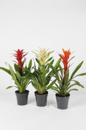 Guzmania Mélange 58cm x D13