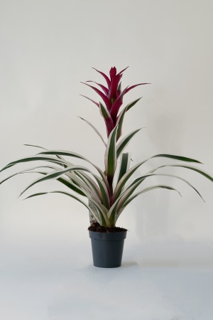 Guzmania Purple Strip 60cm x D13