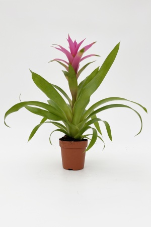 Guzmania Suerte Cerise 60cm xD12