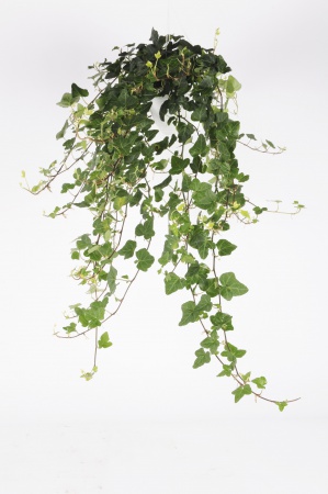 Hedera Helix 35cm x D15