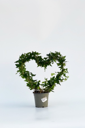 Hedera Helix Arceau Coeur 35cm x D12