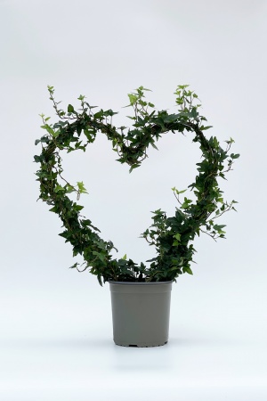 Hedera Helix Arceau Coeur 60cm x D19