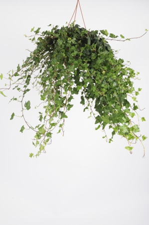 Hedera Helix Pochon 60cm -D19