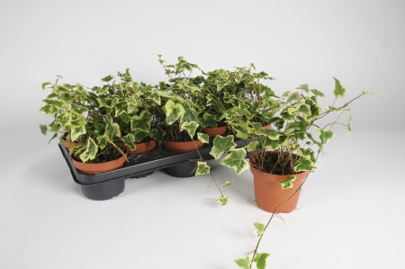 Hedera Mixte 25cm x D13