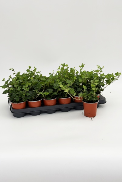 Hedera Mixtray 20cm x D8.5