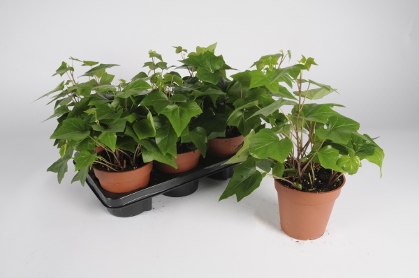 Hedera Montgomery 30cm x D13