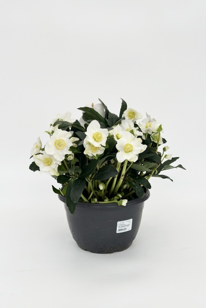 Hellebore Niger 75cm x D27