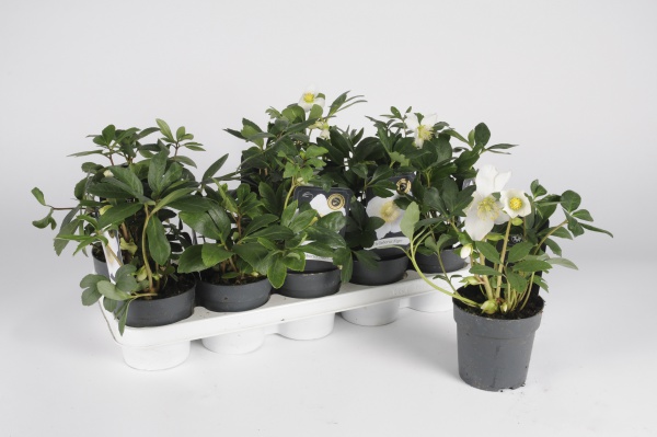 Hellebore Niger Select 35cm x D12