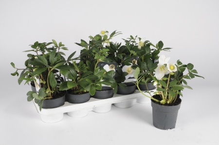 Hellebore Niger Select 35cm x D12