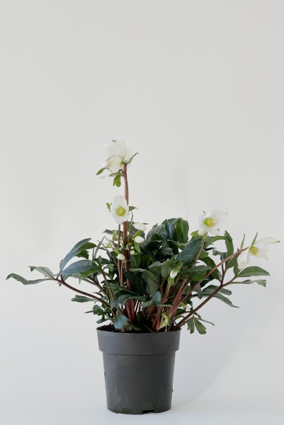 Helleborus Christmas Carol 25cm x D12