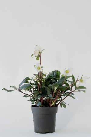 Helleborus Christmas Carol 25cm x D12
