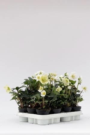 Helleborus Christmas xl 25cm x D9