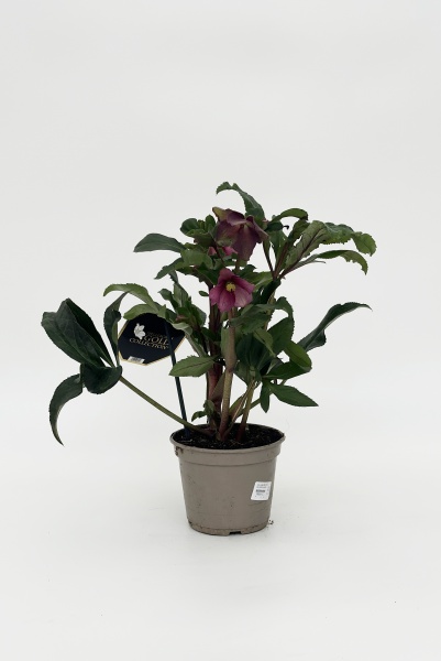 Helleborus Frostkiss Annas Red 50cm x D15