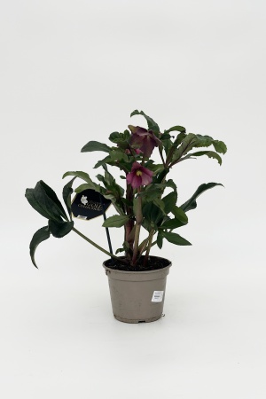 Helleborus Frostkiss Annas Red 50cm x D15