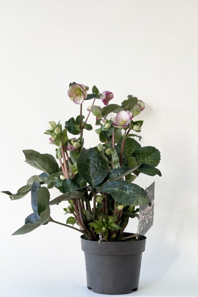 Helleborus Glenda\'s Gloss 60cm x D19