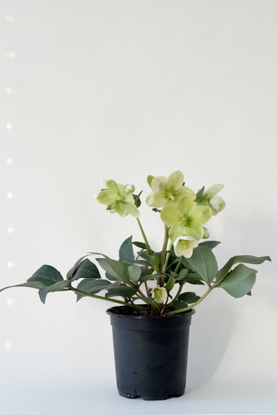 Helleborus HGC Icebreaker 36cm x D17