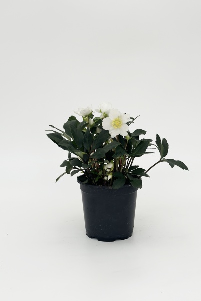 Helleborus HGC Jasper 36cm x D17