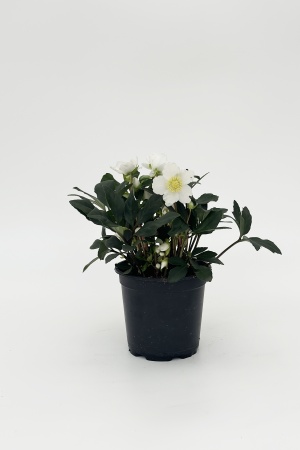 Helleborus HGC Jasper 36cm x D17