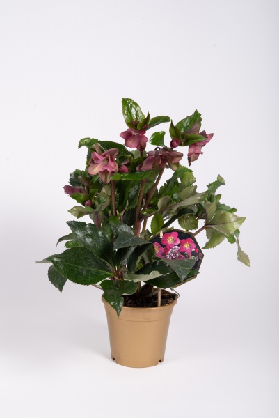 Helleborus Ice N\'Roses Early Red 50cm x D15