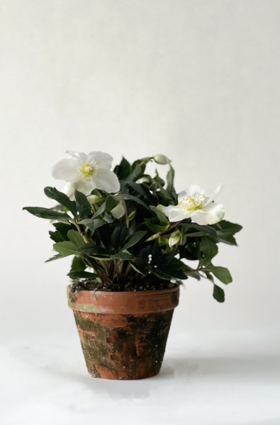Helleborus Jonas 30cm x D15