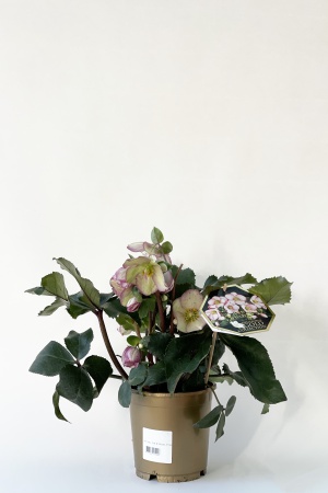 Helleborus N\'Roses Picote 35cm x D15