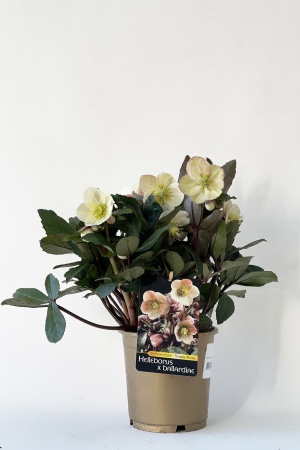 Helleborus Snow Dance 35cm x D15
