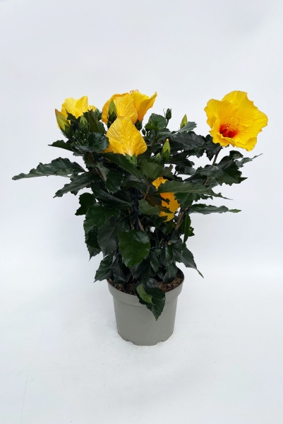 Hibiscus Sinensis 100cm x D21