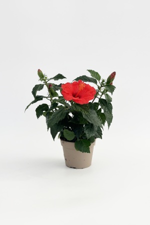 Hibiscus Sinensis 40cm x D13