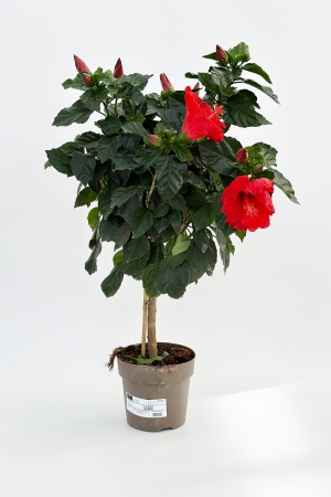 Hibiscus Sinensis 60cm x D17