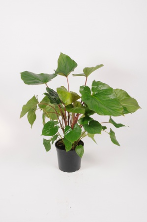 Homalomena Maggie 100cm x D24