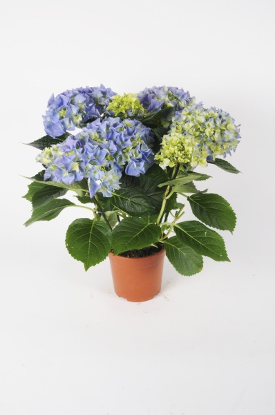 Hortensia 40cm x D12