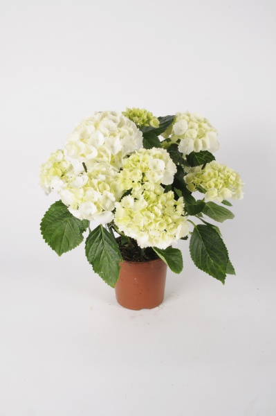 Hortensia Early Blanc 40cm x D13