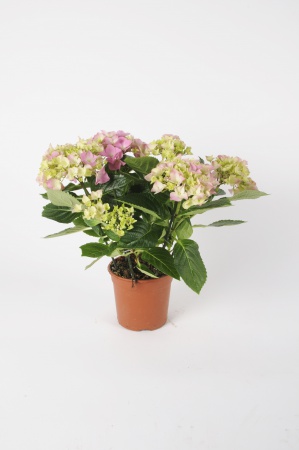 Hortensia Early Rose 40cm x D13