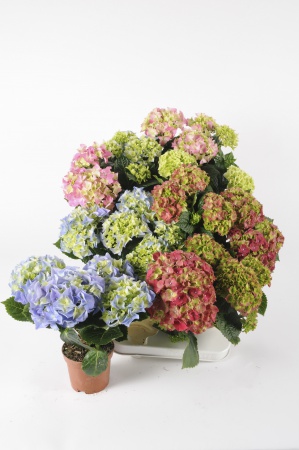 Hortensia Mixte 30cm x D10