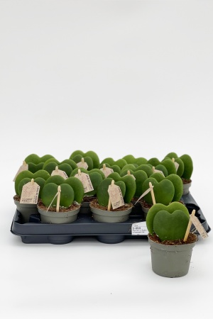 Hoya Kerrii 2 Feuilles 15cm x D9