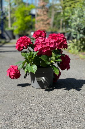 Hydrangea Macrophylla 35cm x 5L