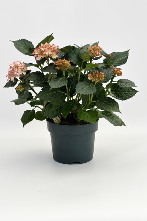 Hydrangea Macrophylla Pink 60cm x D23