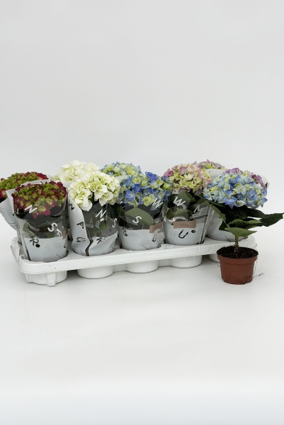 Hydrangea Mlange 30cm x D9