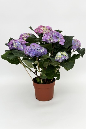 Hydrangea Mixte 50cm x D20