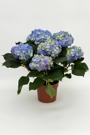 Hydrangea Mixte 50cm x D20