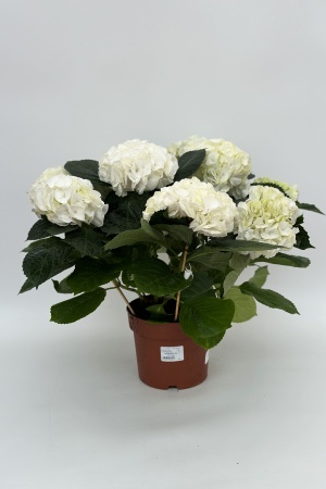 Hydrangea Mixte 50cm x D20