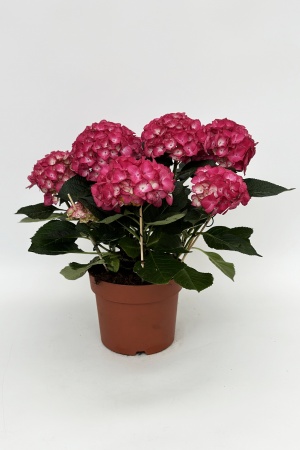 Hydrangea Mixte 50cm x D20