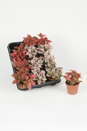 Hypoestes Mixtes 15cm x D8,5