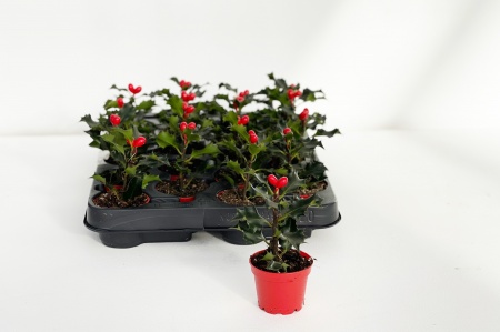 Ilex Aquifolium 17cm x D6