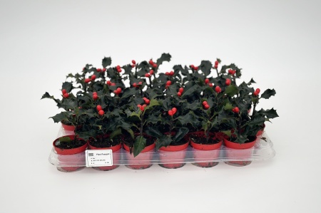 Ilex Meserveae Blue Angel 17cm x D6