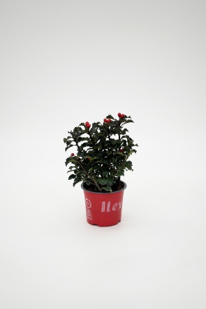 Ilex Meserveae Blue Angel 35cm x D12