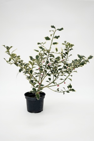 Ilex Variegata 70cm x D18