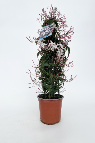 Jasminum Pyramide 50cm x D14